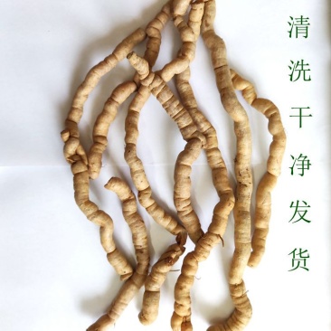 巴戟天