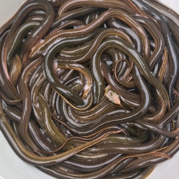 鳝鱼