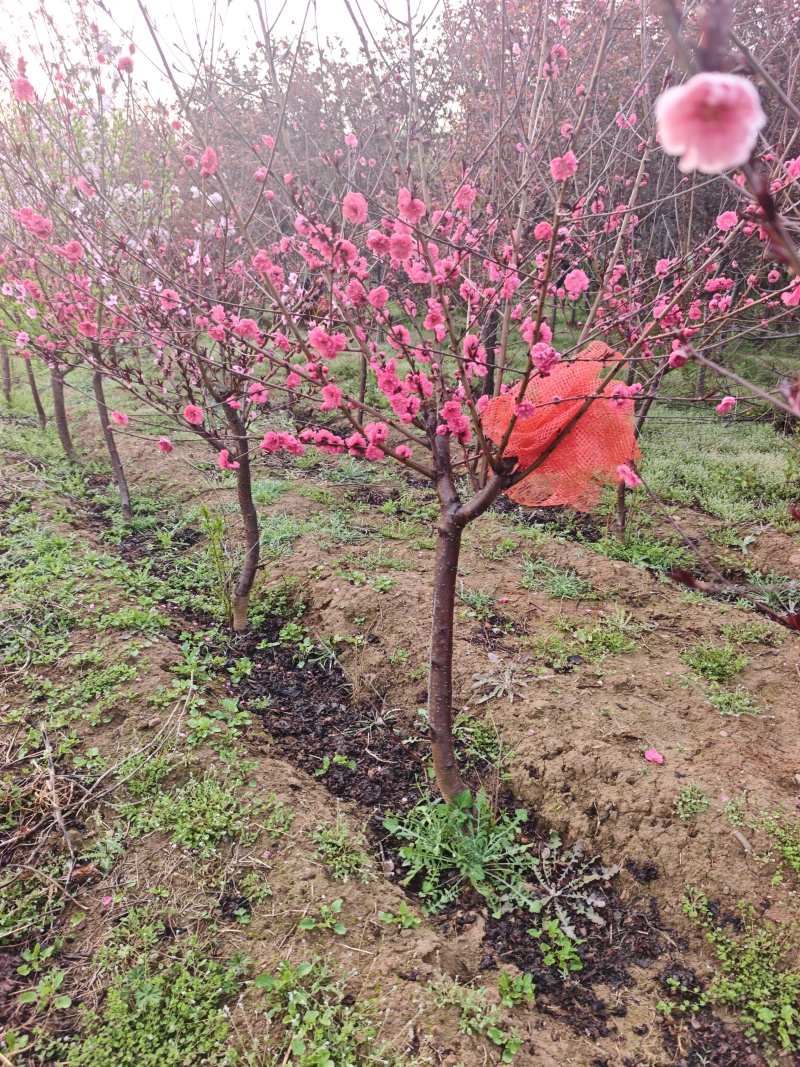 红叶碧桃