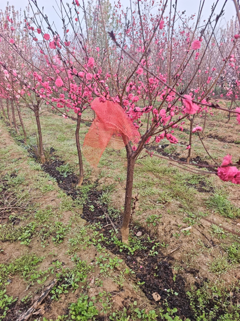 红叶碧桃