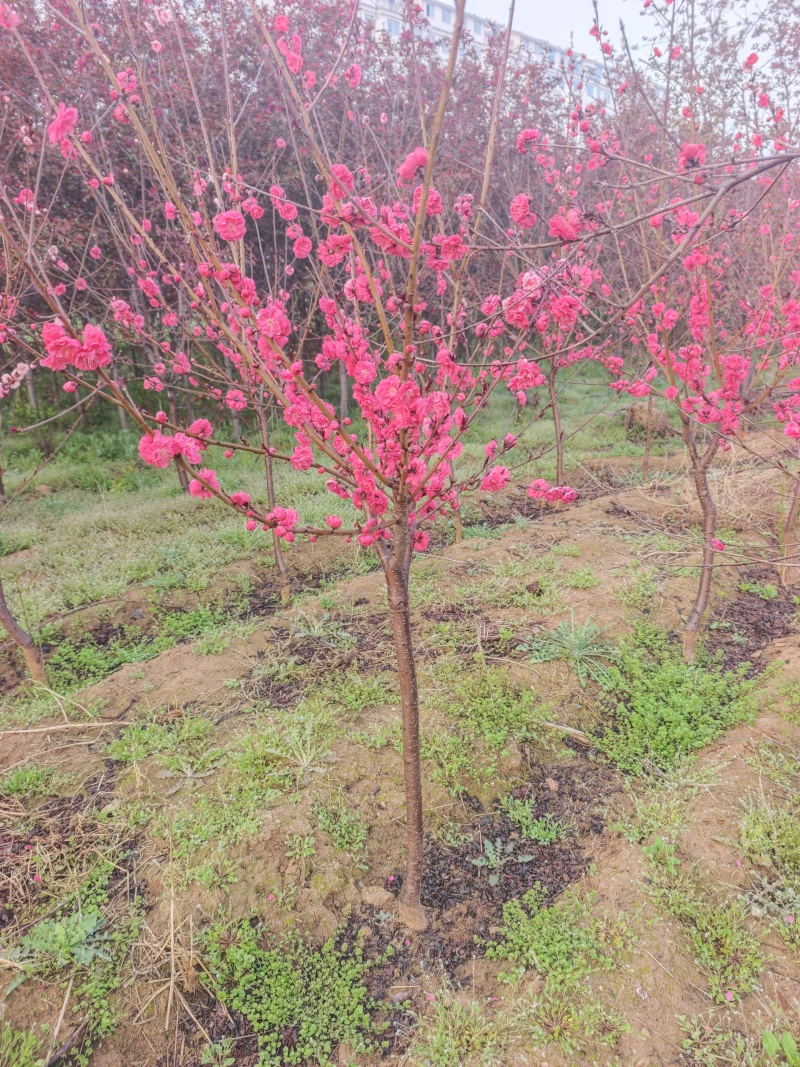 红叶碧桃