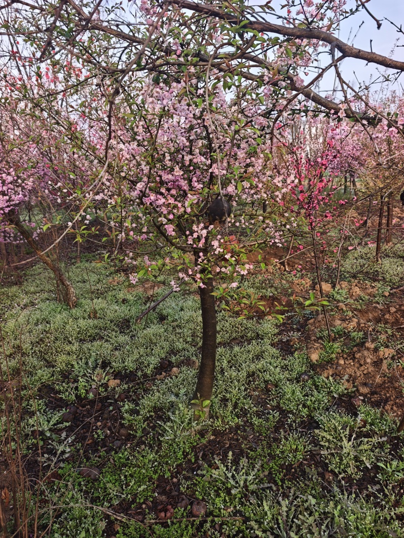 垂丝海棠