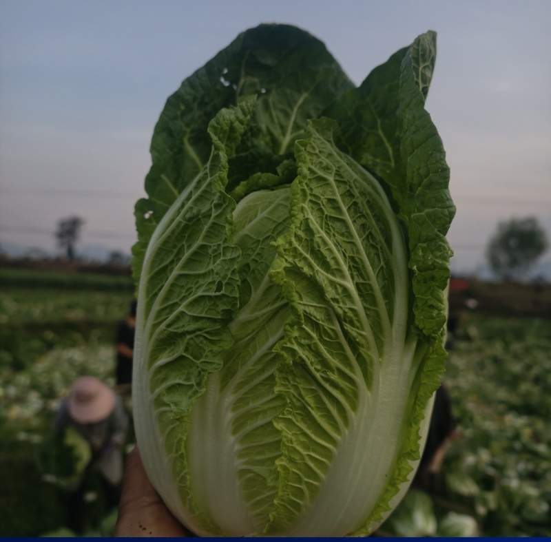 云南大白菜黄心大白菜东阳50大量上市需要联系