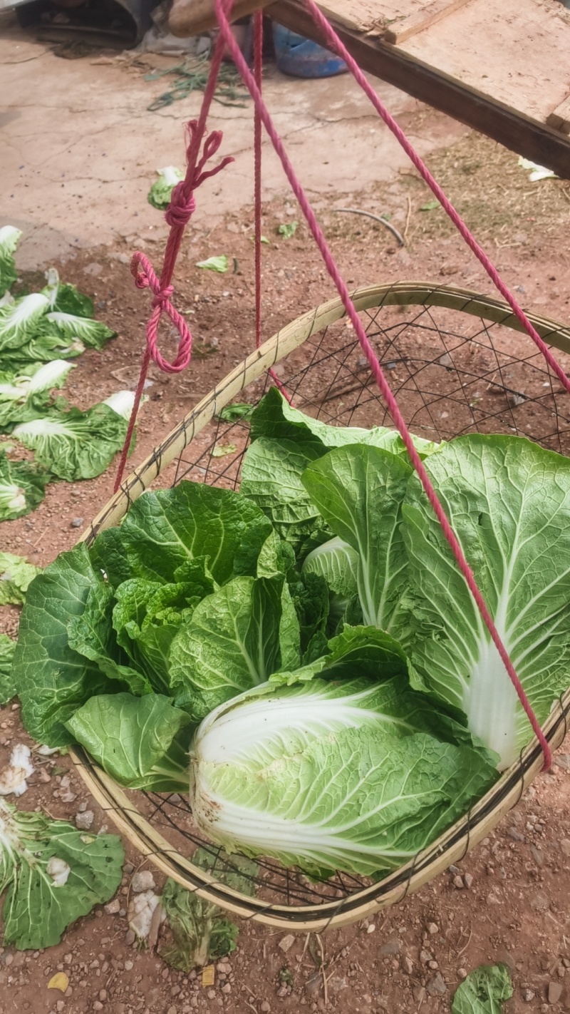 云南大白菜黄心大白菜东阳50大量上市需要联系