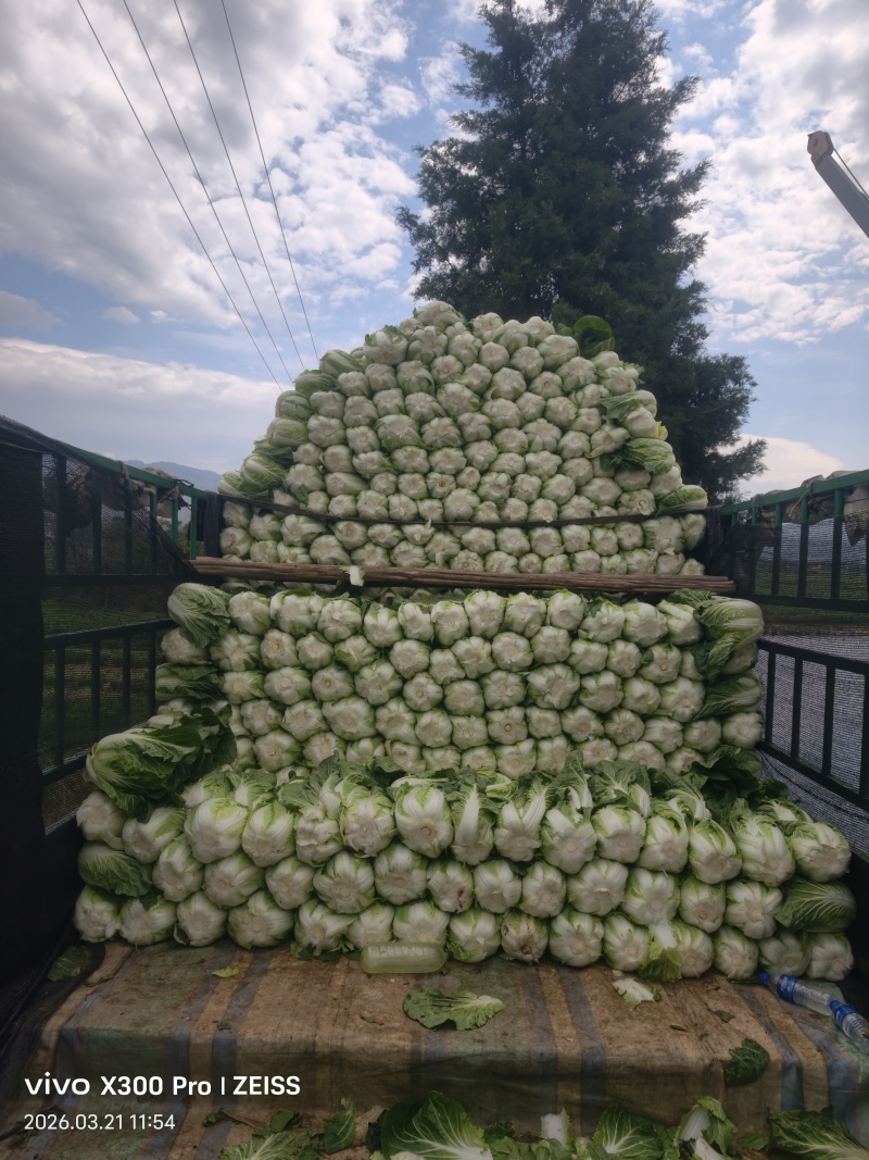 云南大白菜黄心大白菜东阳50大量上市需要联系