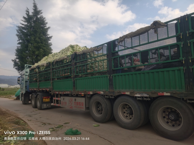 云南大白菜黄心大白菜东阳50大量上市需要联系