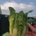 云南大白菜黄心大白菜东阳50大量上市需要联系