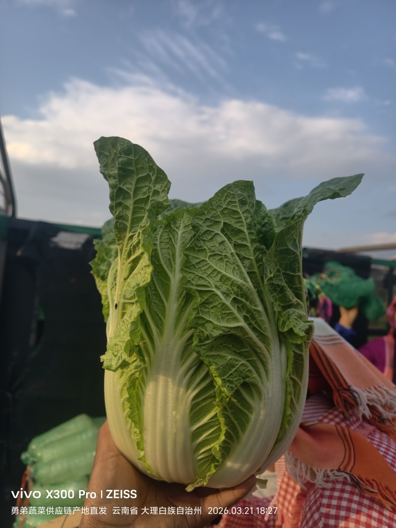 云南大白菜黄心大白菜东阳50大量上市需要联系