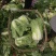 云南大白菜黄心大白菜东阳50大量上市需要联系