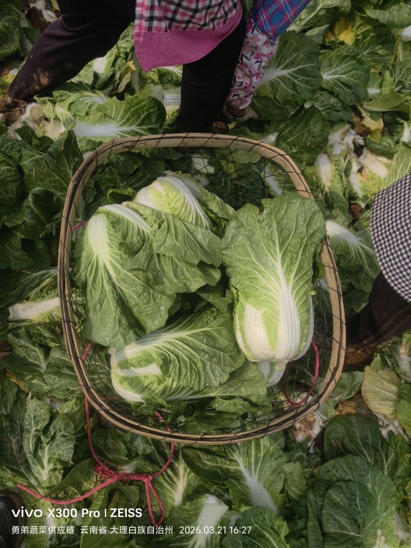 云南大白菜黄心大白菜东阳50大量上市需要联系