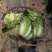 云南大白菜黄心大白菜东阳50大量上市需要联系