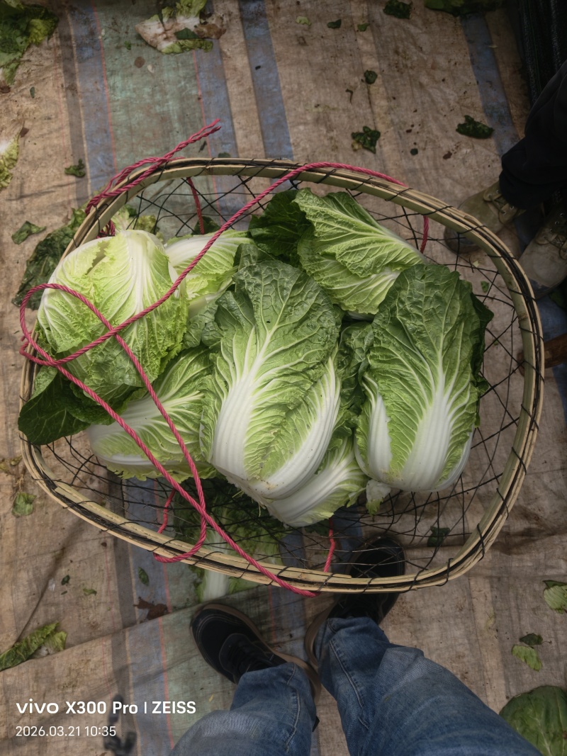 云南大白菜黄心大白菜东阳50大量上市需要联系