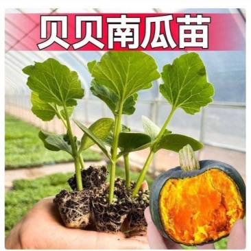 贝贝南瓜秧苗穴盘苗发货根系发达易成活抗病害高产