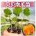 贝贝南瓜秧苗穴盘苗发货根系发达易成活抗病害高产