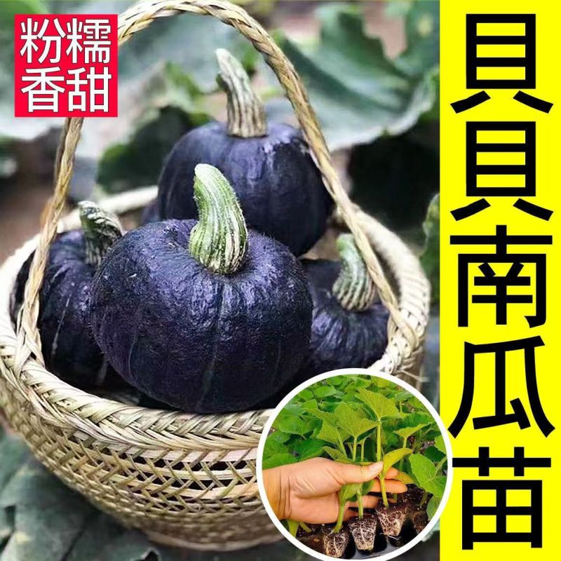 贝贝南瓜秧苗穴盘苗发货根系发达易成活抗病害高产