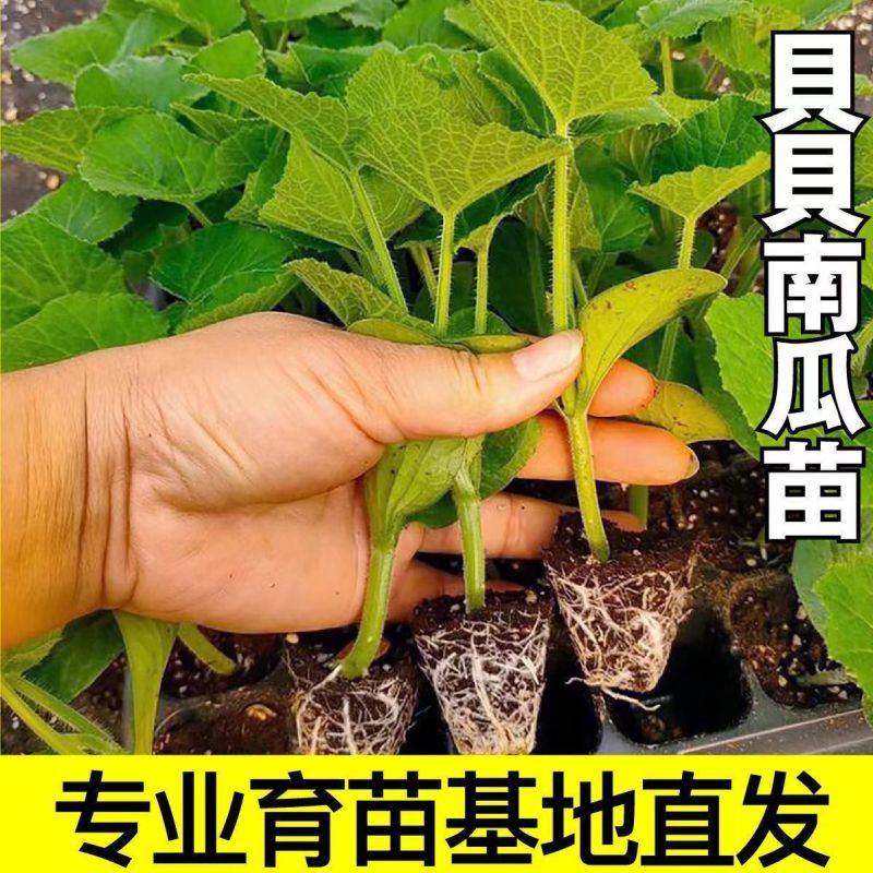 贝贝南瓜秧苗穴盘苗发货根系发达易成活抗病害高产
