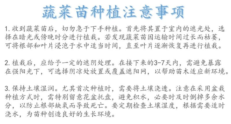 贝贝南瓜秧苗穴盘苗发货根系发达易成活抗病害高产