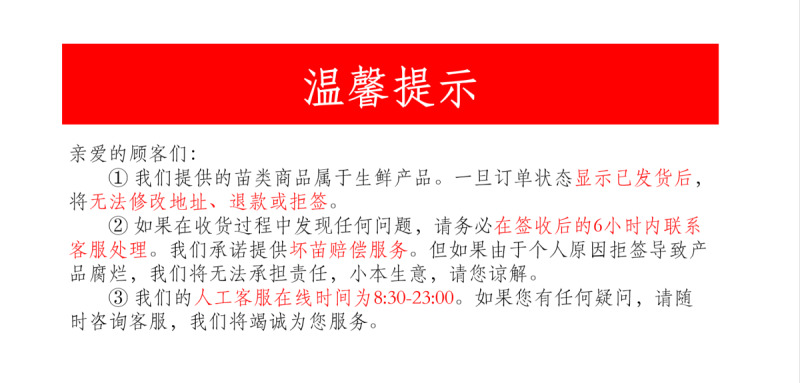 贝贝南瓜秧苗穴盘苗发货根系发达易成活抗病害高产