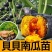 贝贝南瓜秧苗穴盘苗发货根系发达易成活抗病害高产