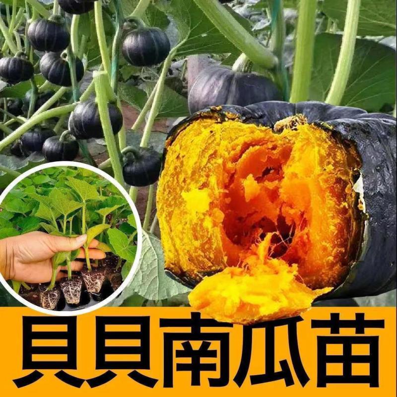 贝贝南瓜秧苗穴盘苗发货根系发达易成活抗病害高产