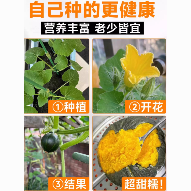 贝贝南瓜秧苗穴盘苗发货根系发达易成活抗病害高产