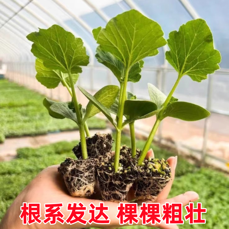 贝贝南瓜秧苗穴盘苗发货根系发达易成活抗病害高产
