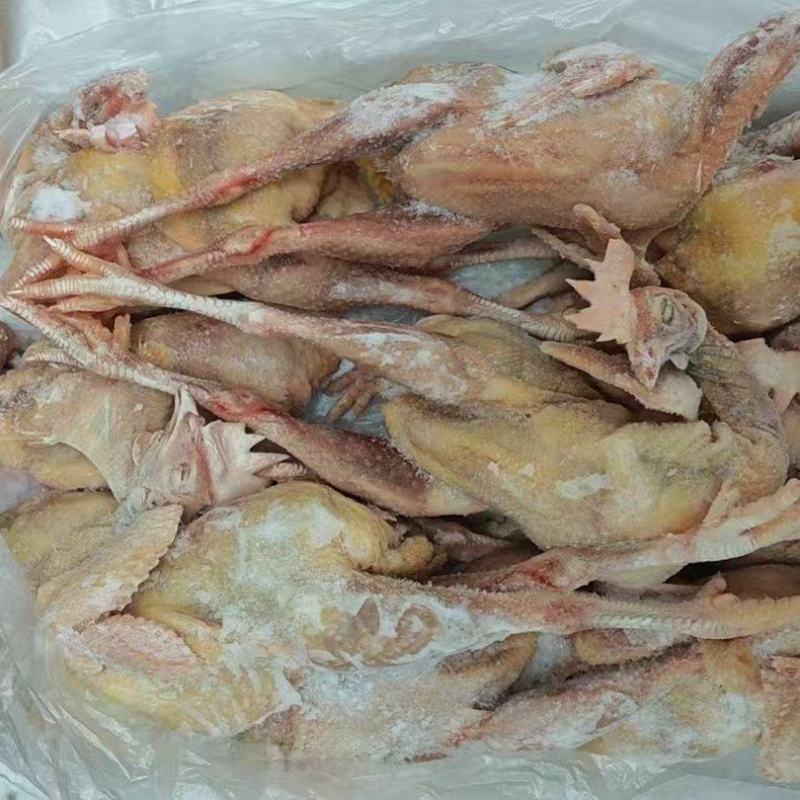 老母鸡