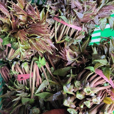 头茬香椿露天香椿芽