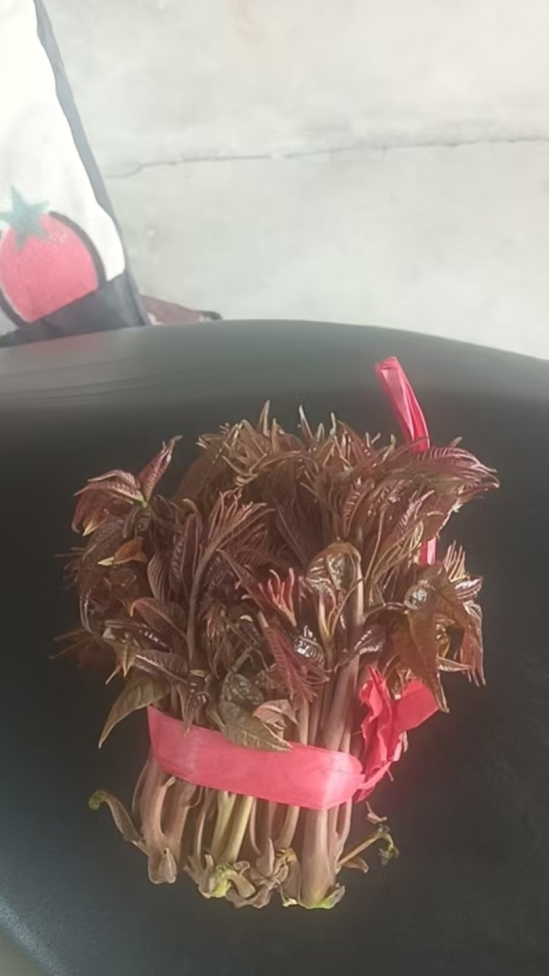 头茬香椿露天香椿芽