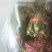 头茬香椿露天香椿芽