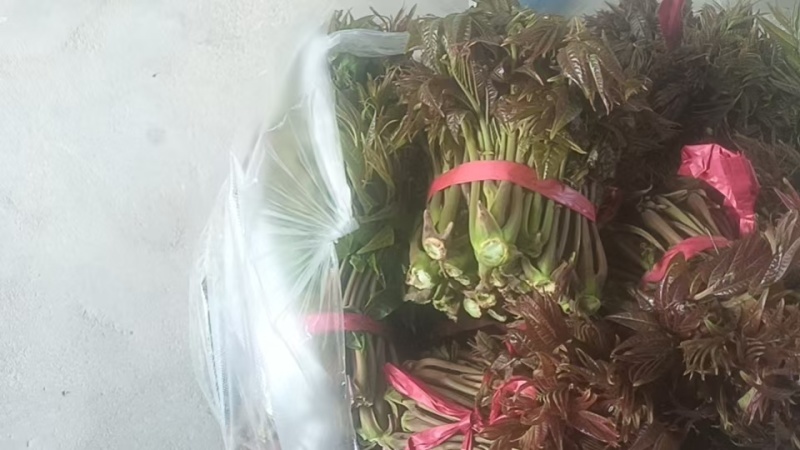 头茬香椿露天香椿芽