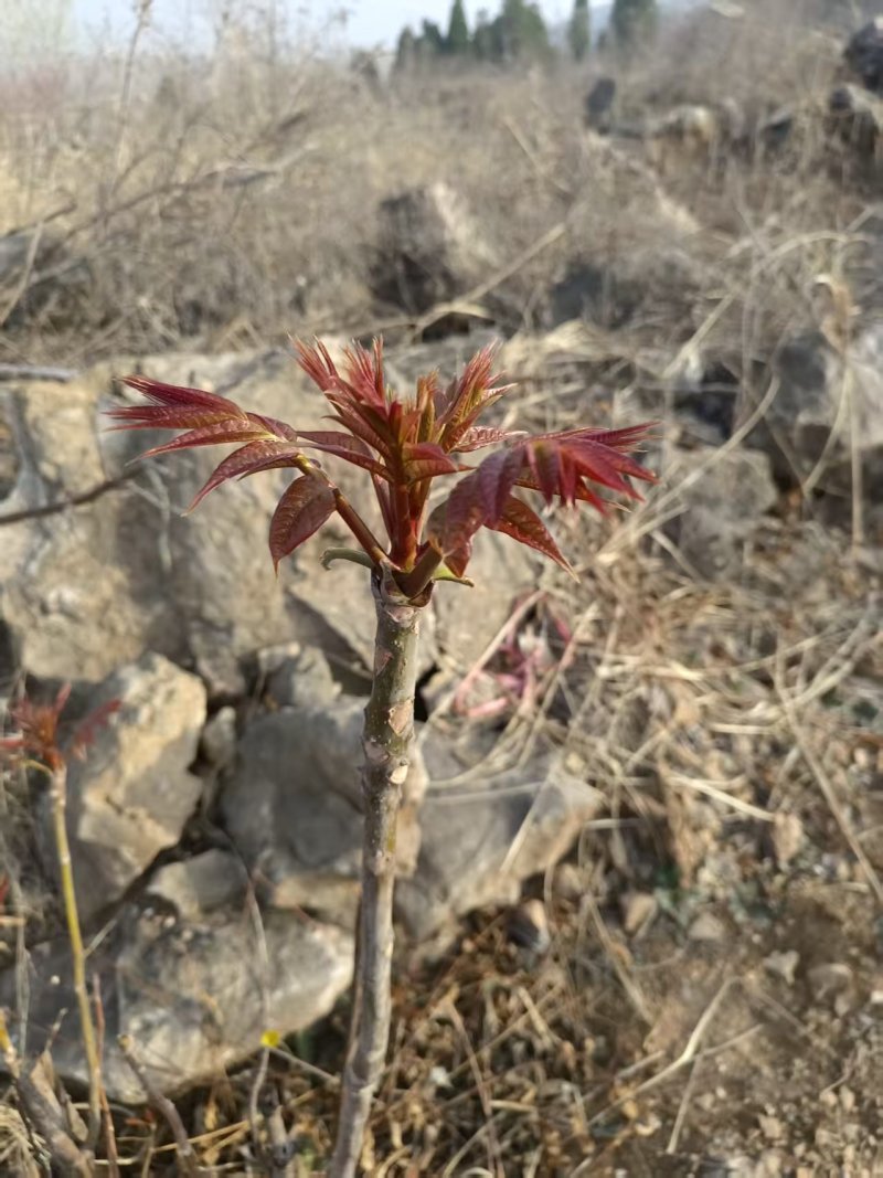头茬香椿露天香椿芽