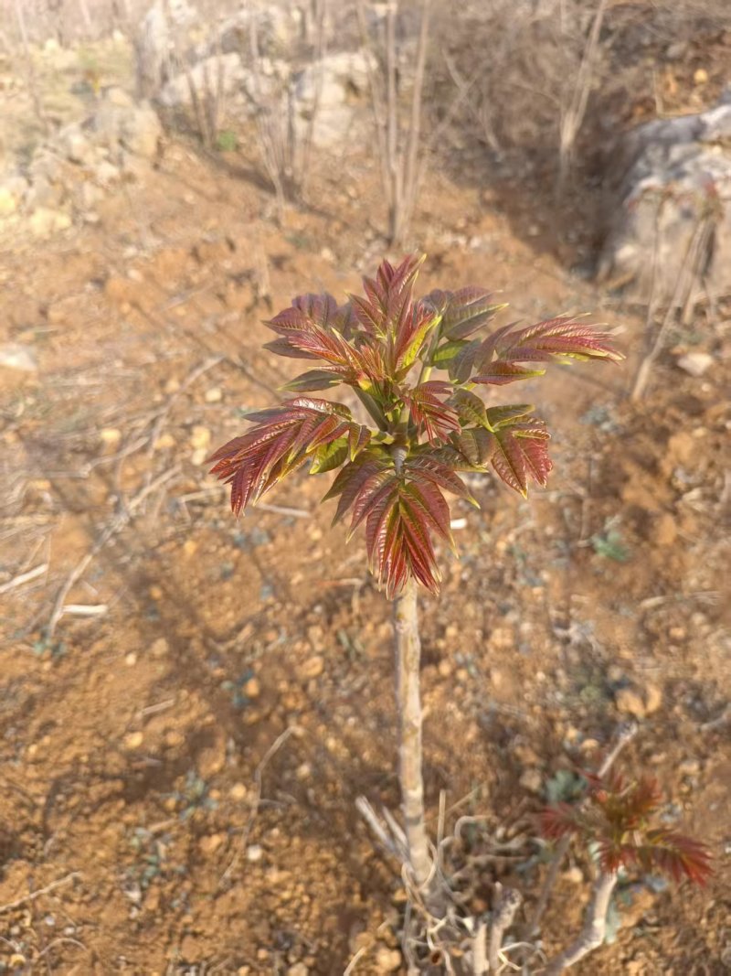 头茬香椿露天香椿芽