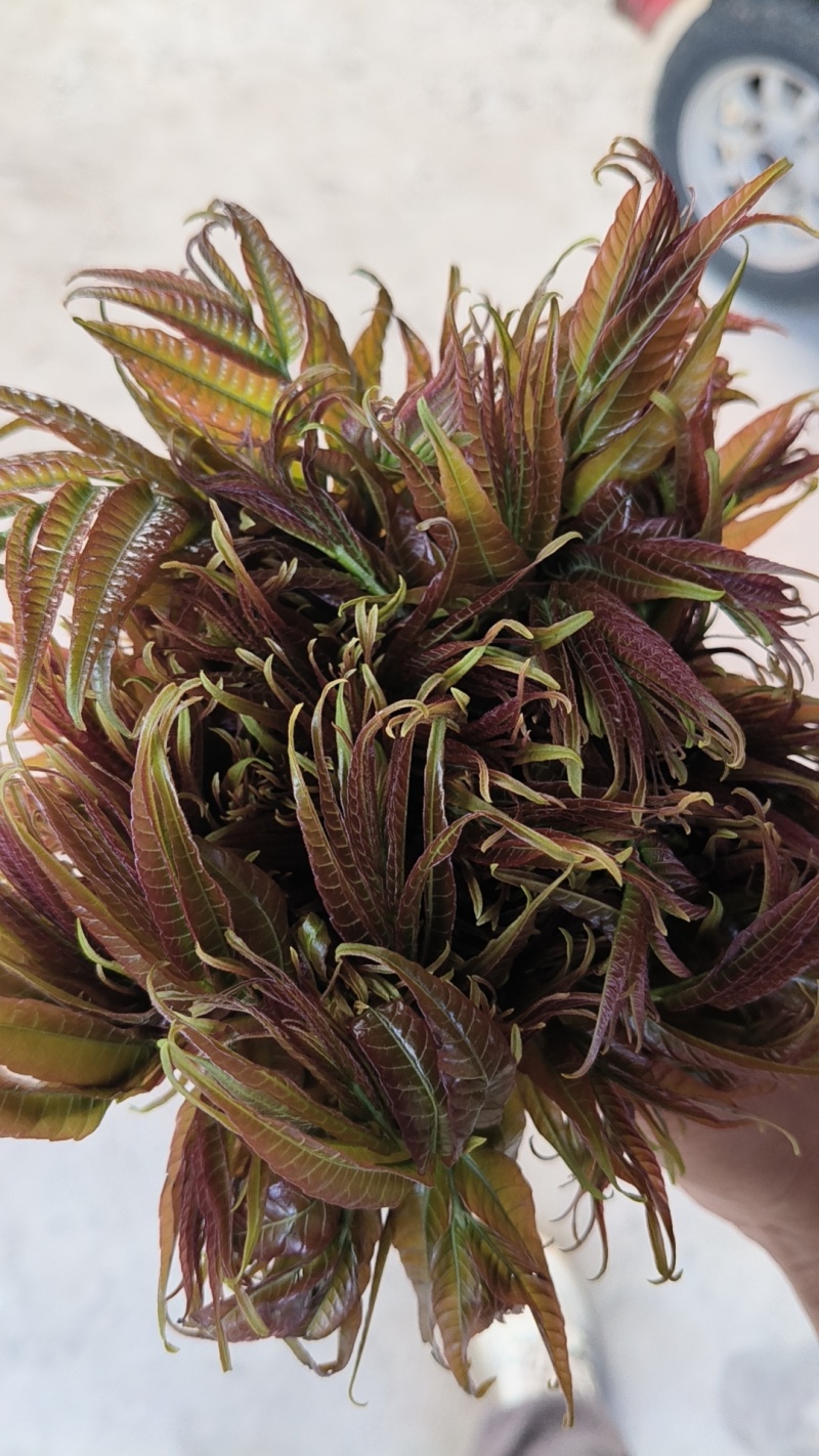 头茬香椿露天香椿芽