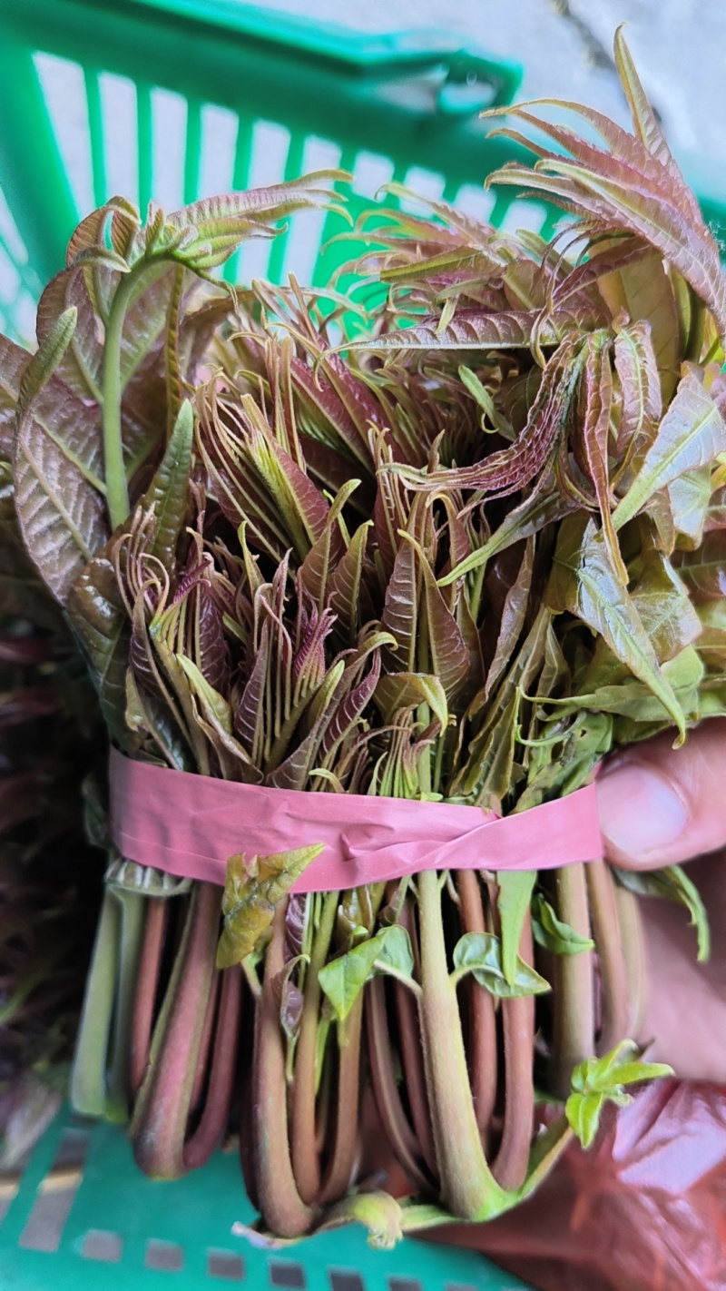 头茬香椿露天香椿芽