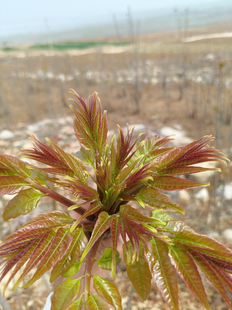 头茬香椿露天香椿芽