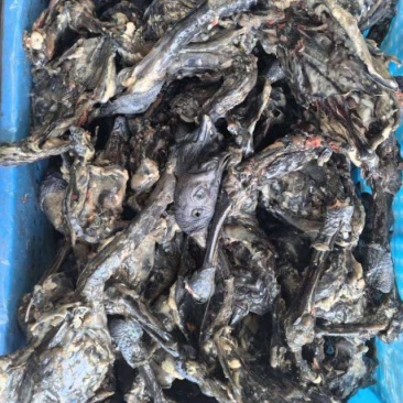 乌鸡骨架