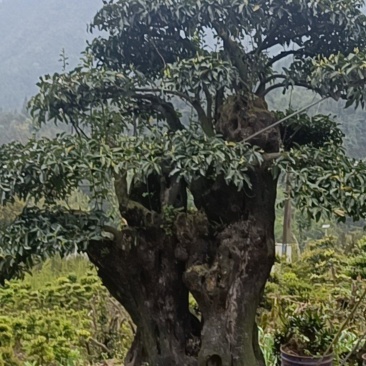 原生挂果金蛋子