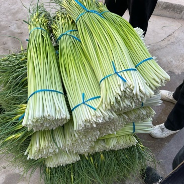 产区白帽蒜薹大量供应支持电商市场全国发货欢迎一亩联系