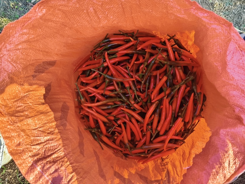 小米辣椒
