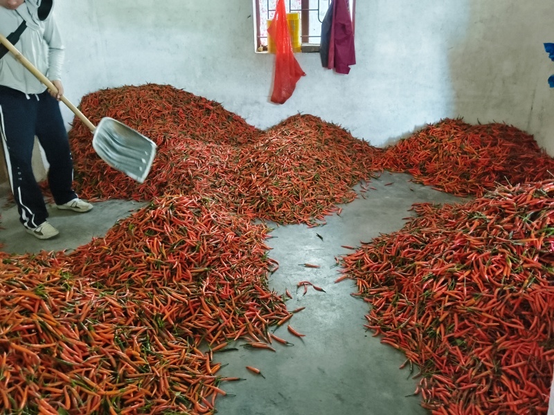 小米辣椒
