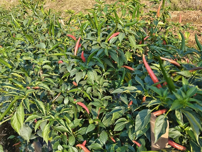 小米辣椒