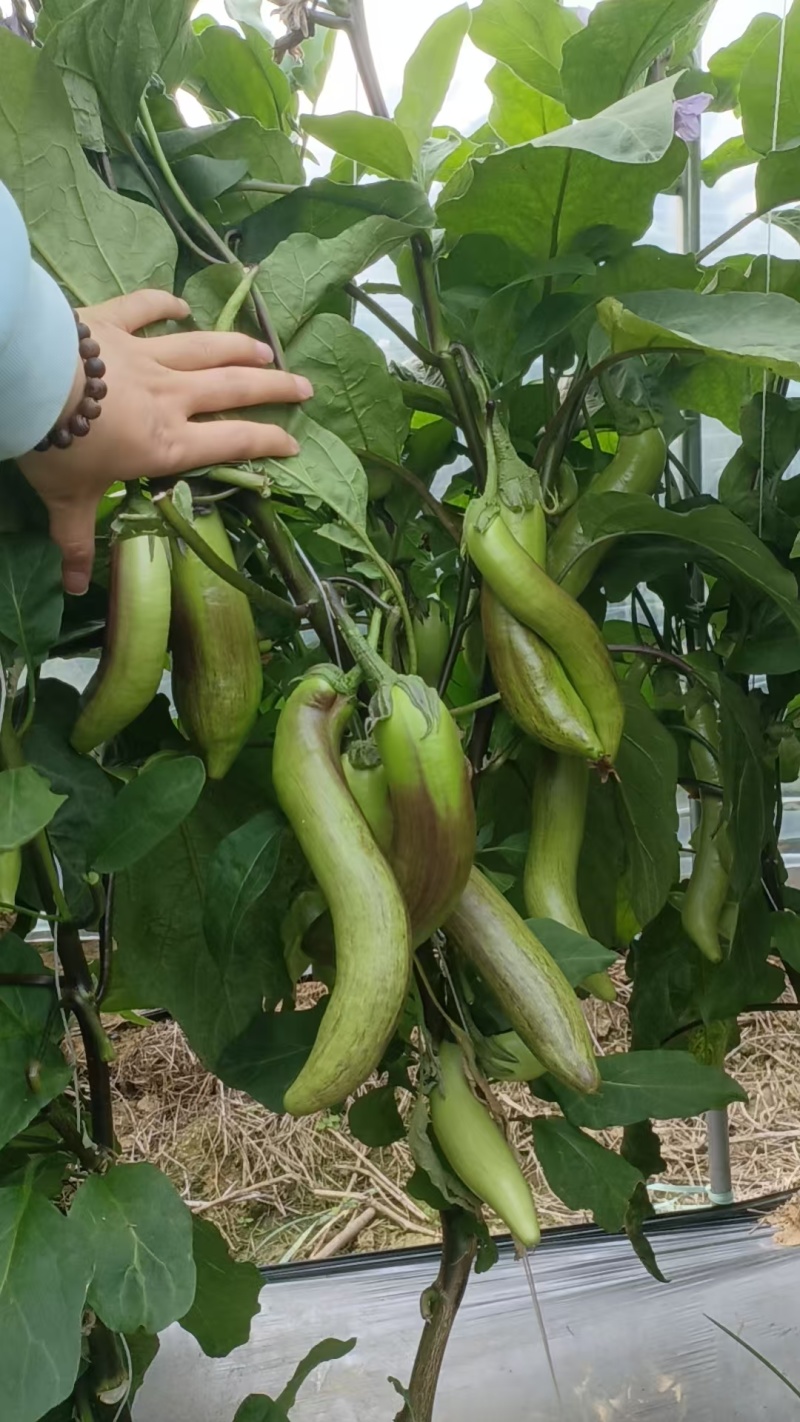 面包茄，冰川茄大量上市。