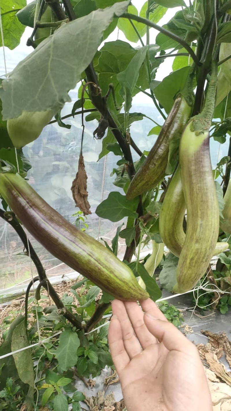面包茄，冰川茄大量上市。