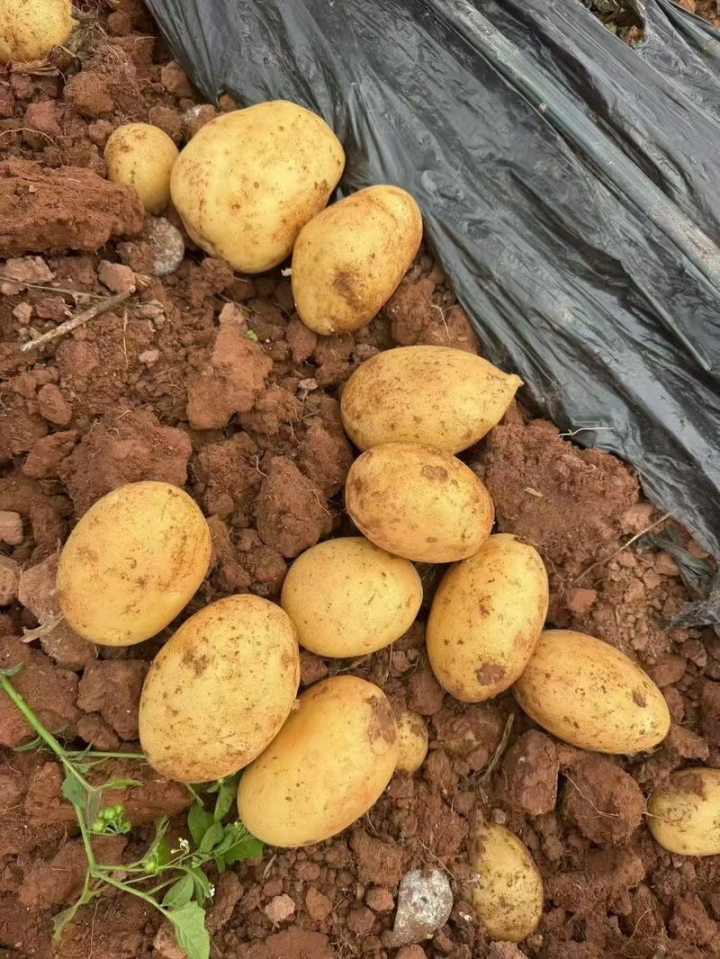 云南黄心土豆，价格优惠，质量保证，量大从优，质量保证