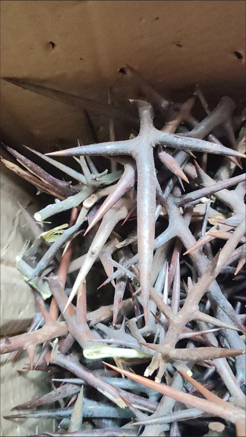 皂角刺中药材皂刺皂荚刺天丁皂角针剪碎保质保真各种批发零售
