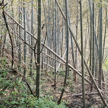 楠竹