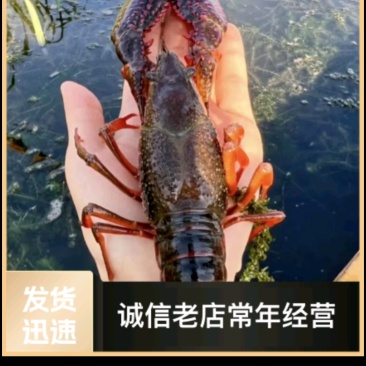 青虾3-4钱