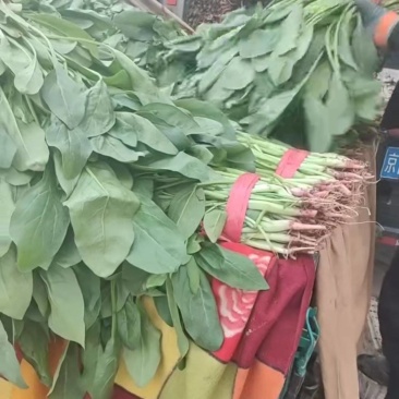 精品小叶青菜