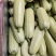 花皮西葫芦价格便宜货量大无擦伤疤痕卖相好现场看货满意为止
